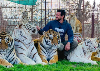 “Tragedia”: Tigre ataca y mata a un domador