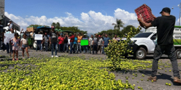 La Sedena sabía desde 2021 quienes extorsionan a los limoneros y sus lazos con el gobierno de Michoacán