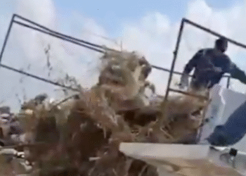 Funcionarios de “Bienestar animal” captados lanzar cadáveres de perros y gatos (Video)