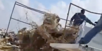 Funcionarios de “Bienestar animal” captados lanzar cadáveres de perros y gatos (Video)