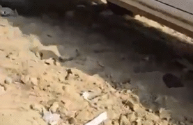 Protegido: “Bienestar animal” captados arrojar cadáveres de perros y gatos