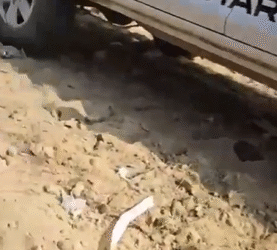 Protegido: “Bienestar animal” captados arrojar cadáveres de perros y gatos