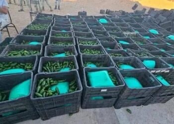 Cargamento de chiles con droga iba con destino a Mexicali y después a EEUU