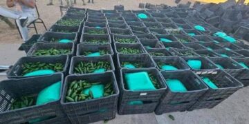 Cargamento de chiles con droga iba con destino a Mexicali y después a EEUU