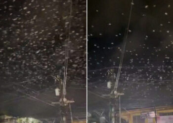 A lo Hitchcock: graban inquietante escena con miles de pájaros durante un sismo (VIDEO)