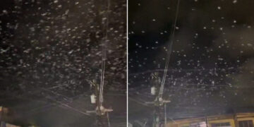 A lo Hitchcock: graban inquietante escena con miles de pájaros durante un sismo (VIDEO)