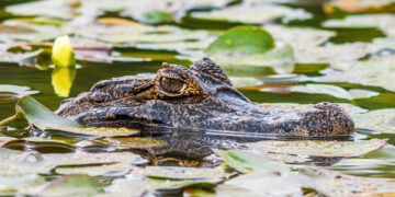 Río repleto de cocodrilos es declarado apto para competencias de remo en Juegos Olímpicos
