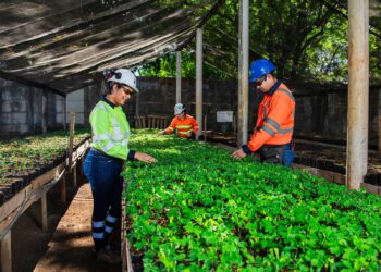 Cemex Nicaragua alcanza producción de medio millón de plantas en su vivero forestal Santa Elisa
