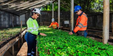Cemex Nicaragua alcanza producción de medio millón de plantas en su vivero forestal Santa Elisa