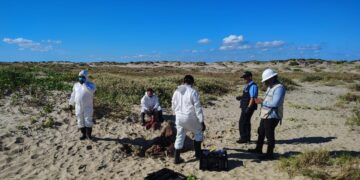 Fueron detenidos integrantes de empresa contratada por SpaceX en Playa Bagdad por este motivo