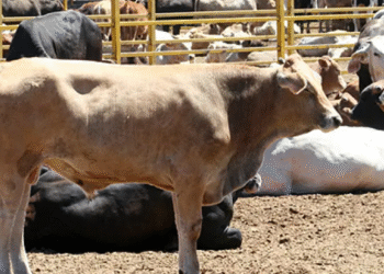 65 toros de engorda robados de un rancho de Aguascalientes: Autoridades tienen ubicado trailer usado para el robo