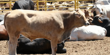65 toros de engorda robados de un rancho de Aguascalientes: Autoridades tienen ubicado trailer usado para el robo