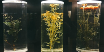 Pacientes en EE.UU. ‘peregrinan’ a México para tratar la adicción al fentanilo con una planta