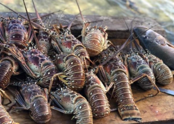 Roban langostas valoradas en 400.000 dólares en EE.UU.