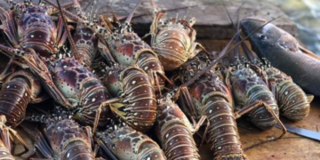 Roban langostas valoradas en 400.000 dólares en EE.UU.