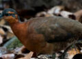 ¿’Dodo’ amazónico? Hallan una dócil especie de ave en Brasil que está en riesgo de desaparecer