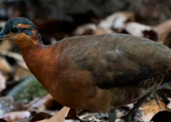 ¿’Dodo’ amazónico? Hallan una dócil especie de ave en Brasil que está en riesgo de desaparecer