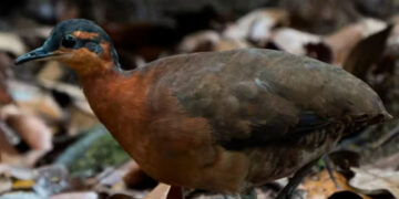 ¿’Dodo’ amazónico? Hallan una dócil especie de ave en Brasil que está en riesgo de desaparecer