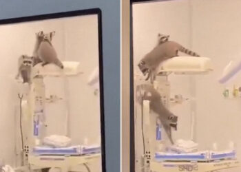 VIDEO Mapaches invaden un hospital en México