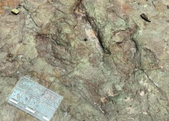 Lluvias torrenciales en Puebla revelan huesos de dinosaurios de 120 millones de años