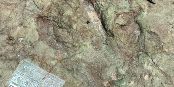 Lluvias torrenciales en Puebla revelan huesos de dinosaurios de 120 millones de años