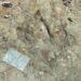 Lluvias torrenciales en Puebla revelan huesos de dinosaurios de 120 millones de años