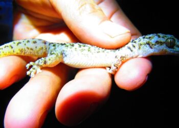 Descubierta nueva especie de gecko endémica de México en reserva de Puebla
