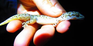Descubierta nueva especie de gecko endémica de México en reserva de Puebla