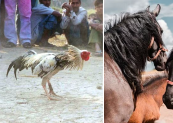 Quedan suspendidos de forma indefinida carreras de caballos y peleas de gallos en Chihuahua por violencia