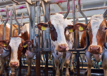 México lleva una cifra de 14,321 casos de gusano barrenador a nivel nacional