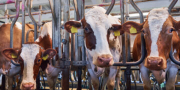 México lleva una cifra de 14,321 casos de gusano barrenador a nivel nacional