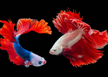 Ha entrado en vigor el Tratado de Alta Mar: Acá te lo contamos