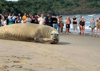 Gigantesco elefante marino captado en Playa Los Ayala de Nayarit tomando el sol