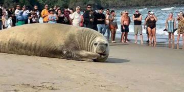 Gigantesco elefante marino captado en Playa Los Ayala de Nayarit tomando el sol