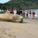 Gigantesco elefante marino captado en Playa Los Ayala de Nayarit tomando el sol