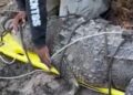 Logran rescatar a cocodrilo de gran tamaño en Cabeza de Toro de Tonalá