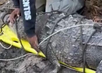 Logran rescatar a cocodrilo de gran tamaño en Cabeza de Toro de Tonalá