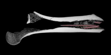 Descubren el veneno en flechas más antiguo del mundo en un hueso de hace 7.000 años