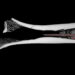 Descubren el veneno en flechas más antiguo del mundo en un hueso de hace 7.000 años