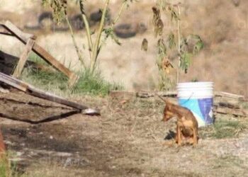 Perrito de nombre Canelo de la familia que muere en incendio en Chilpancingo los espera entre las cenizas