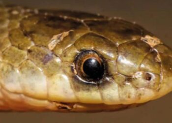 Descubren una nueva especie de serpiente subterránea en México