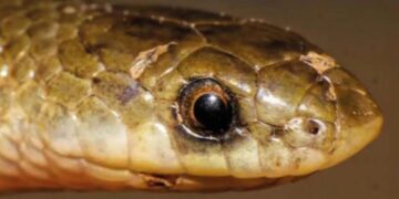 Descubren una nueva especie de serpiente subterránea en México