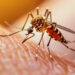 Alerta global de viaje tras registrar un repunte de casos de dengue