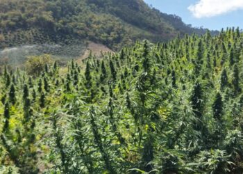 Amplio siembro de marihuana destruida en Rincón Chamula San Pedro de Chiapas