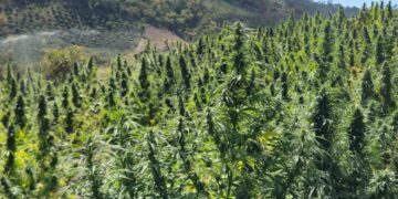 Amplio siembro de marihuana destruida en Rincón Chamula San Pedro de Chiapas