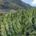 Amplio siembro de marihuana destruida en Rincón Chamula San Pedro de Chiapas