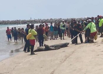 Playa Miramar estará libre de cocodrilos en Semana Santa, confirman autoridades