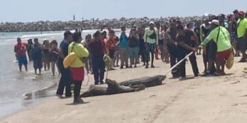 Playa Miramar estará libre de cocodrilos en Semana Santa, confirman autoridades