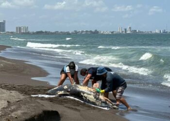Aparece delfín muerto en playas de Alvarado, Veracruz