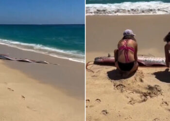 2 ‘peces del fin del mundo’ aparecen varados en una playa de México (Video)